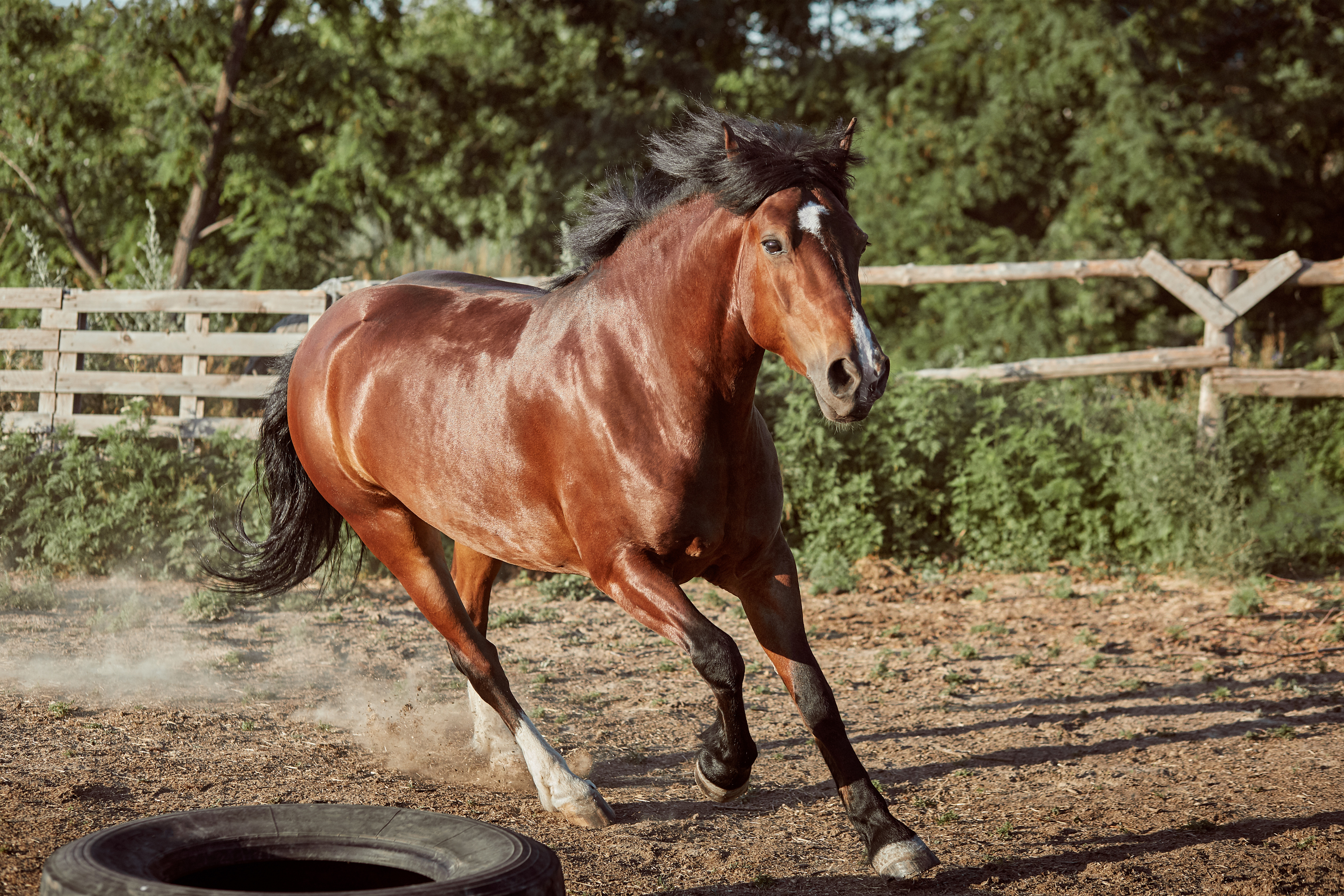 foto de caballo