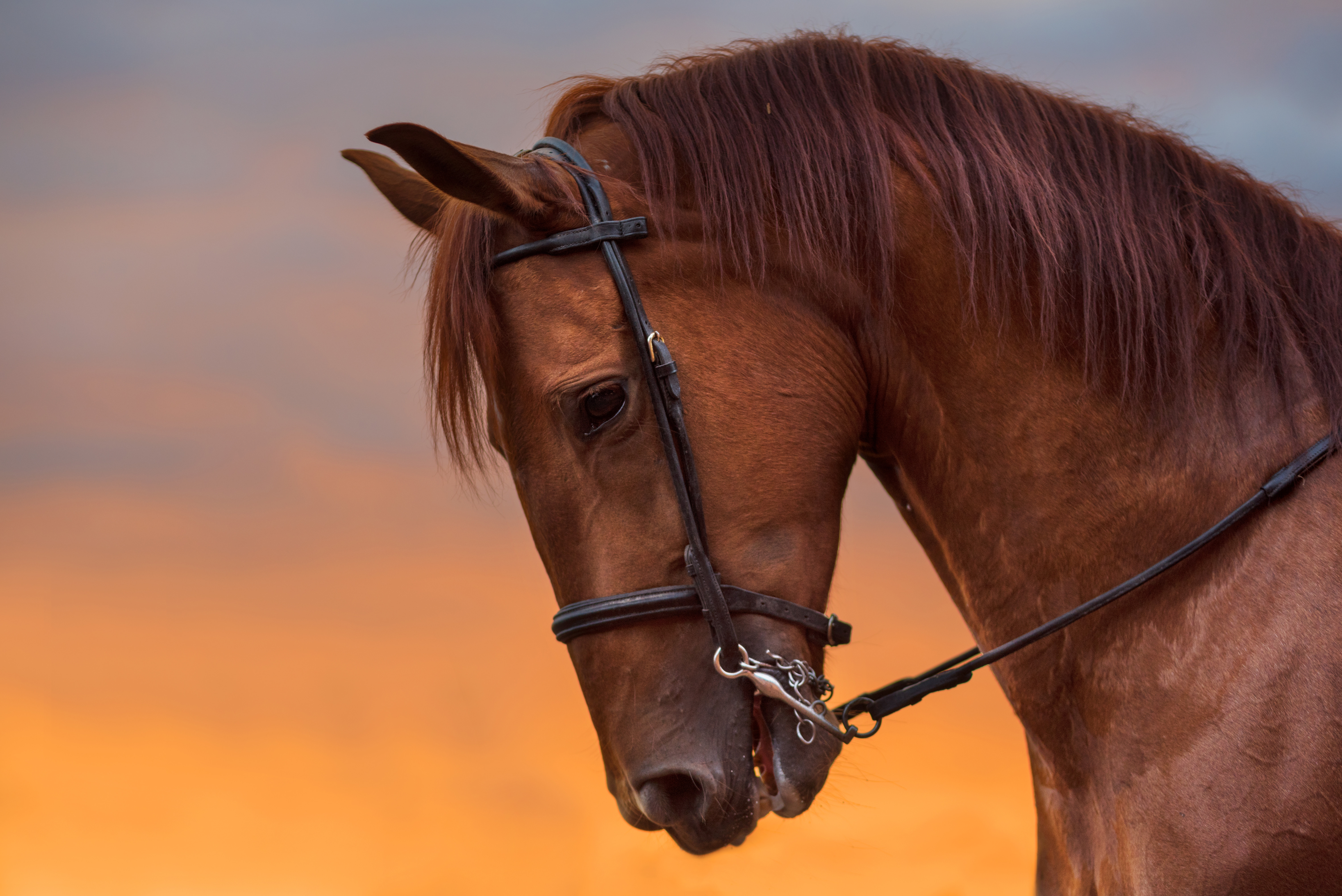 imagen de caballo