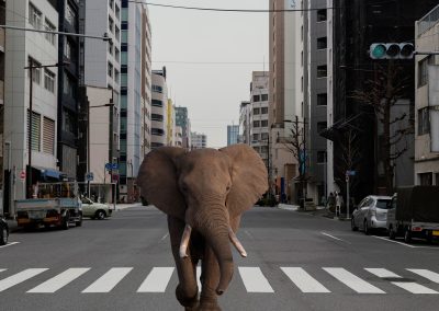 Imagen de un elefante
